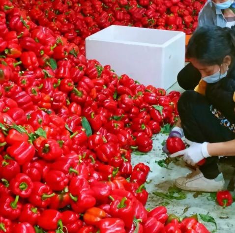 北海红境塘村蔬菜大棚迎丰收，火红灯笼椒映红致富路丨新春走基层