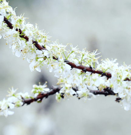 北海：采摘赏花忙踏青 不负春日好时光 
