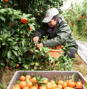 羡慕吗？你的水果自由，都是“广西老表”给的······