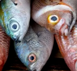 这7类海鲜鱼类含汞量低 专家：应该多吃