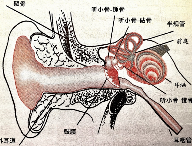 耳石症，导致一种良性眩晕！