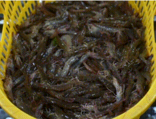 【防城港】一只虾从北部湾畔跳上大江南北餐桌！