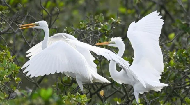 防城港市建成我国第一条生态示范海堤——向全球亮出“海堤生态化”中国名片!