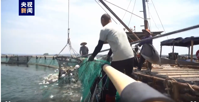 年产值近4亿元！防城港金鲳鱼迎丰收!