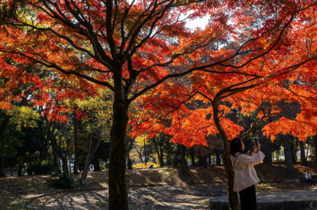 日本经历有纪录以来最暖秋天 红叶季延至12月登场