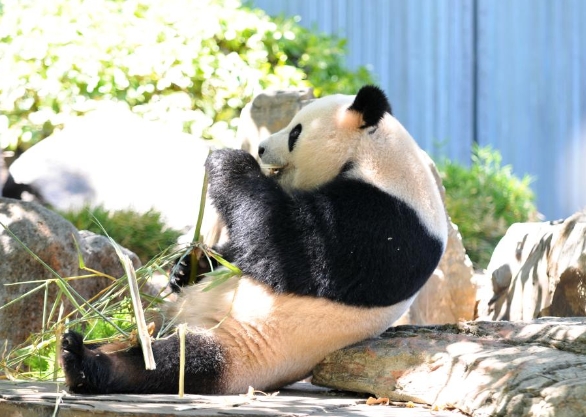 中国大熊猫欢迎活动在澳大利亚阿德莱德动物园举行