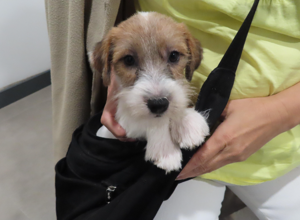 香港海关宠营  第五阶段行动侦破两宗非法进口动物案件