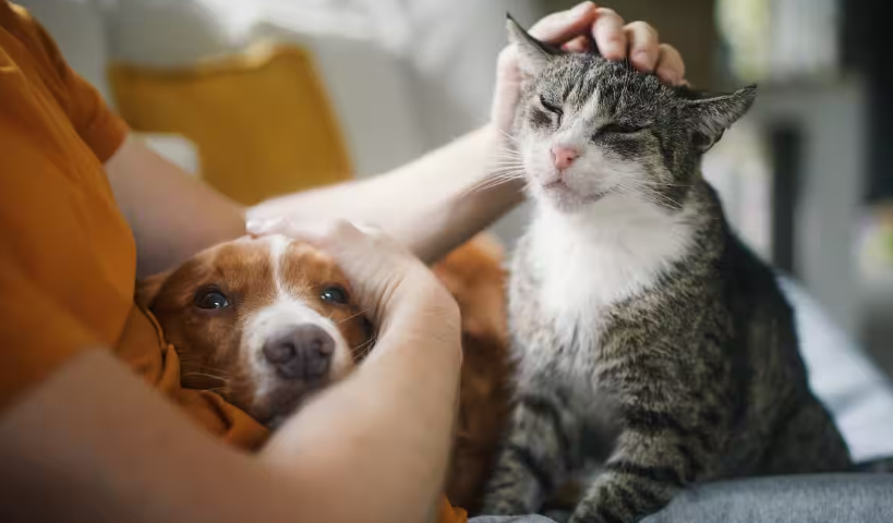 当生活成本压垮家庭纽带:澳洲动物救援系统濒临崩溃