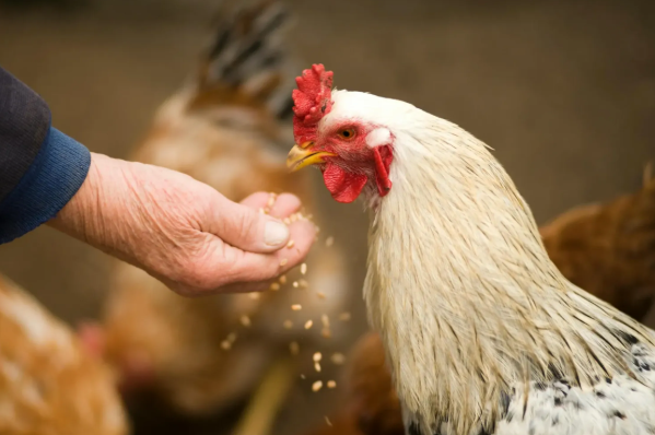 人感染“H5N5型”禽流感身亡!美国现全球首例