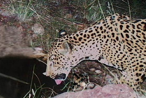 美墨边境再见美洲虎身影