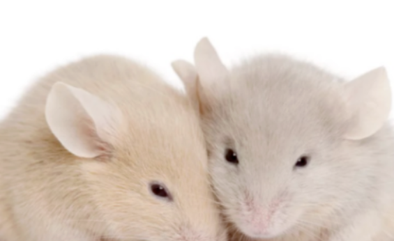 1679726384190475.png blob.png