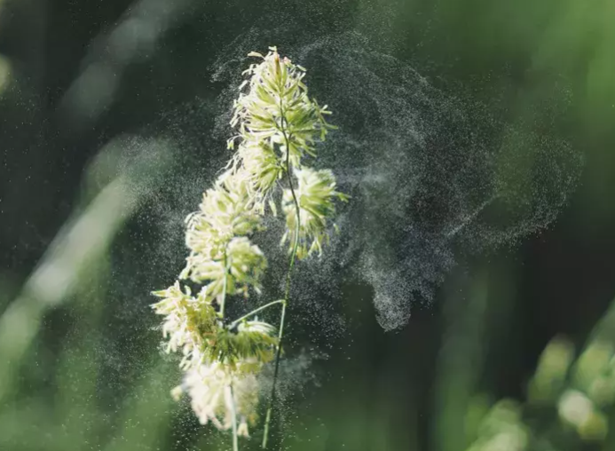 加州豪雨助扩散 花粉症患者激增！