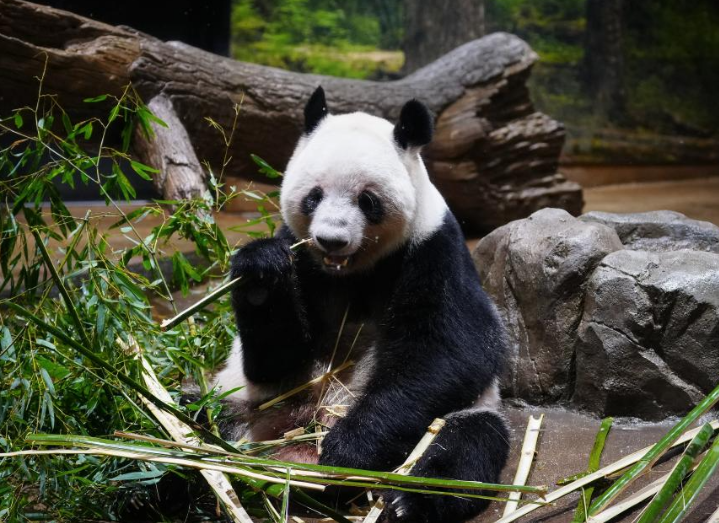 大熊猫“晓晓”和“蕾蕾”将于27日从日本回国