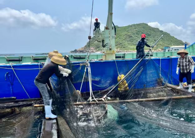 从万宁到日本 这尾小鱼苗“游”出亿元大市场